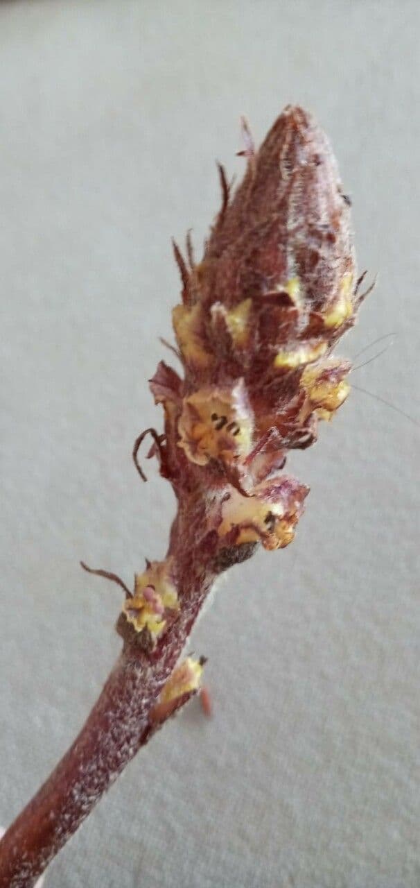 Succiamele minore 5