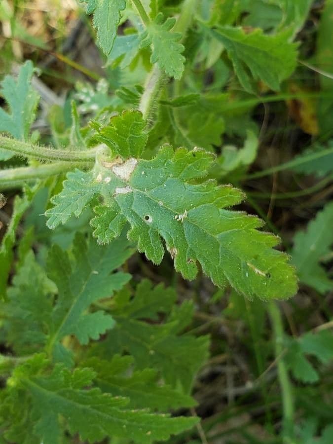 Aureolaria pectinata 12