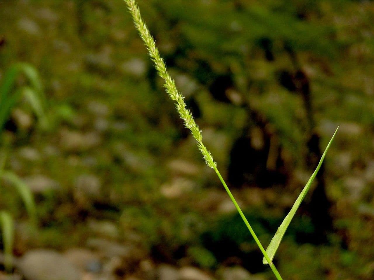 Hymenachne amplexicaulis 15