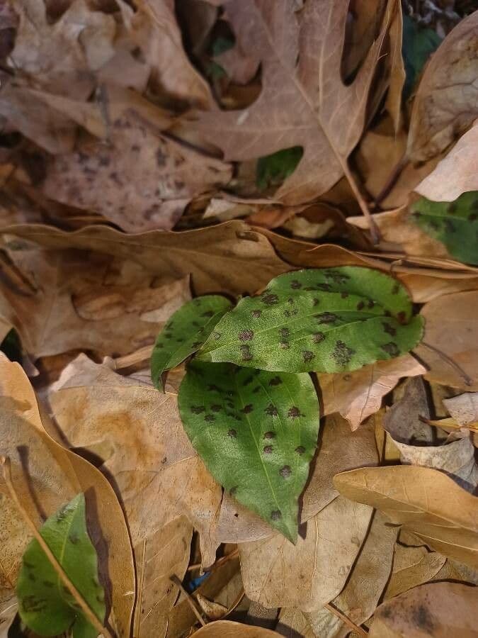 Tipularia discolor 15