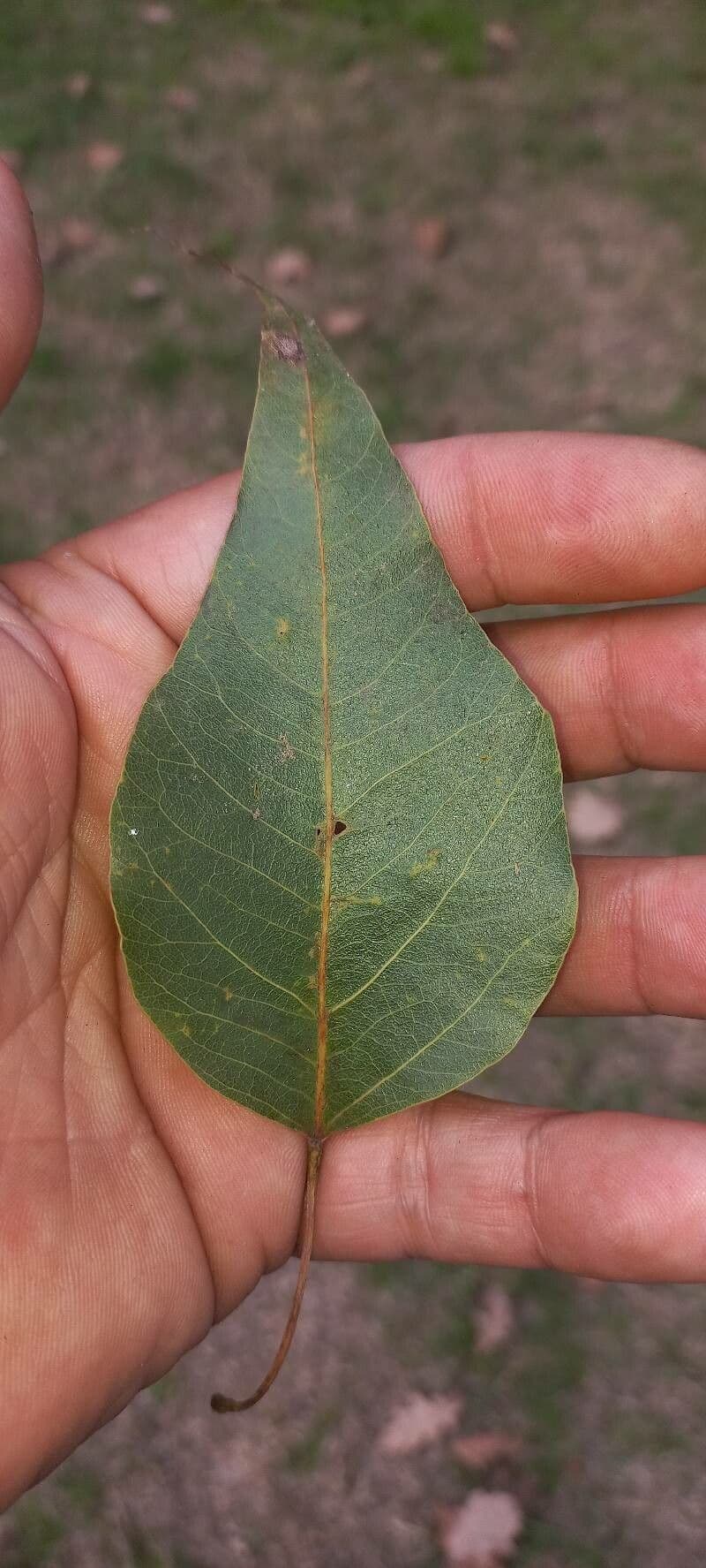 Myrta 11