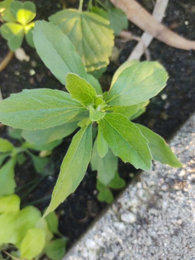Stevia 17
