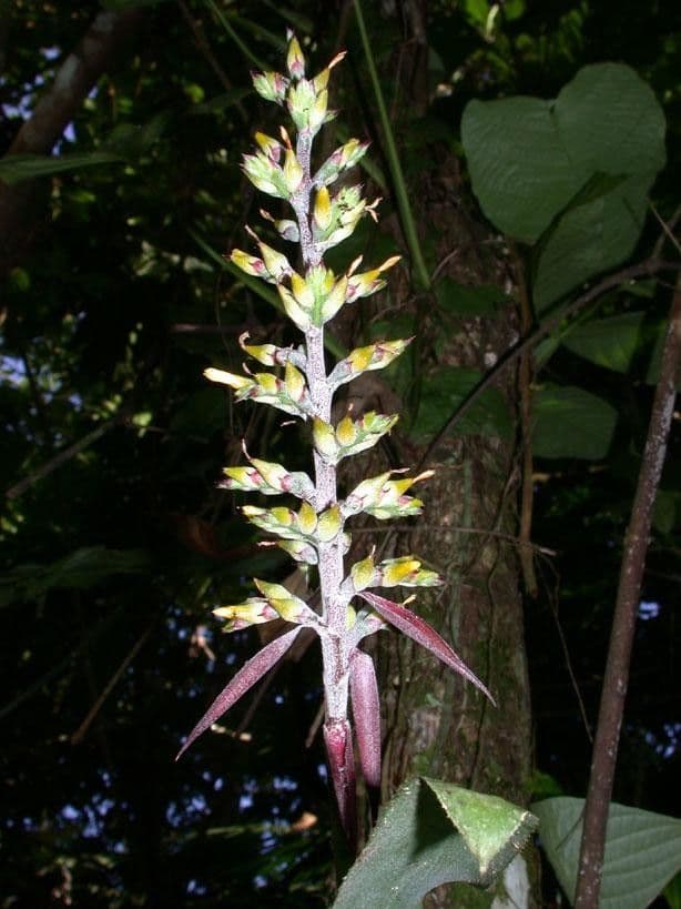 Aechmea 22