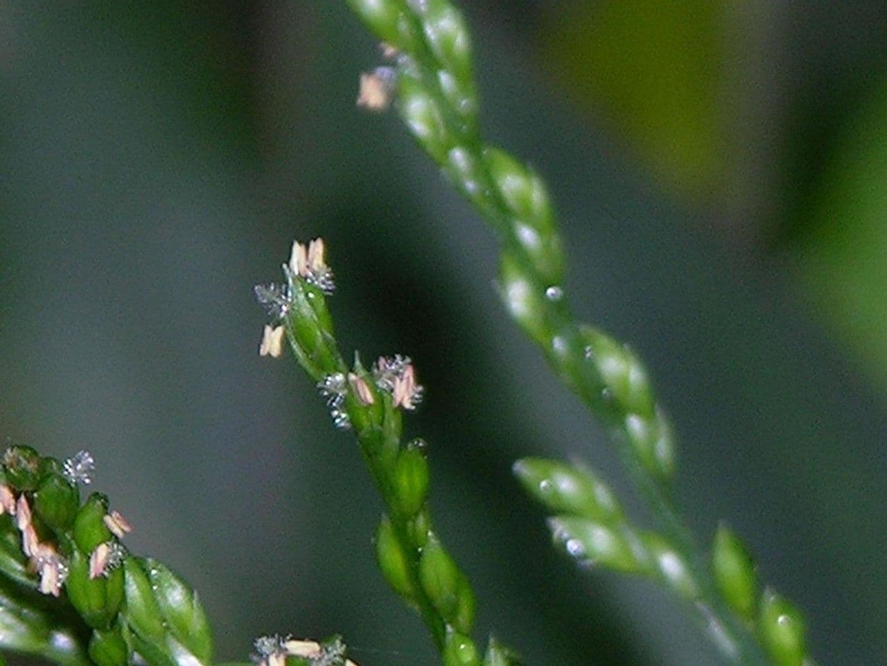 Ichnanthus pallens