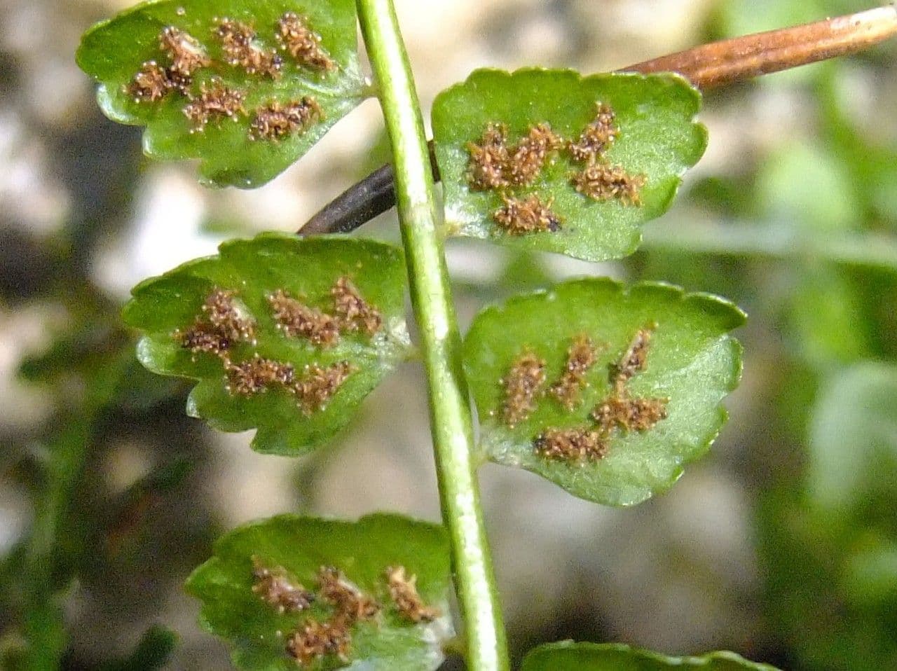 Asplenio verde 8