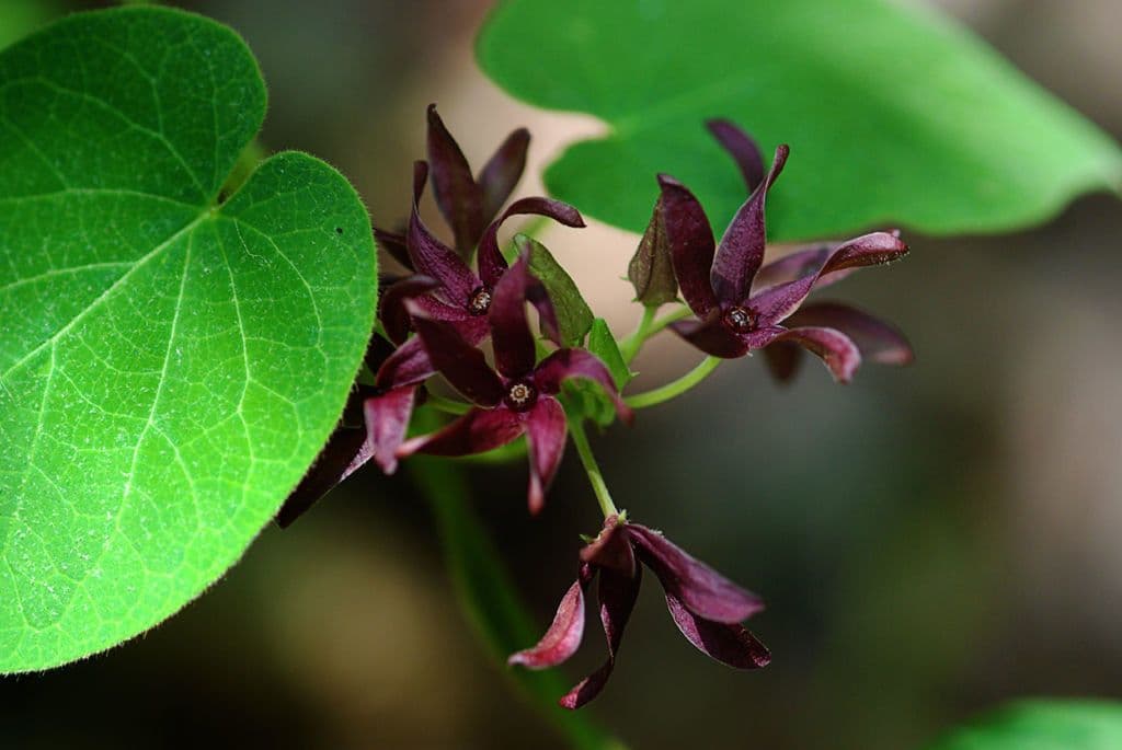 Matelea 4