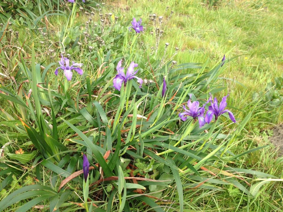 Iris di Douglas 12