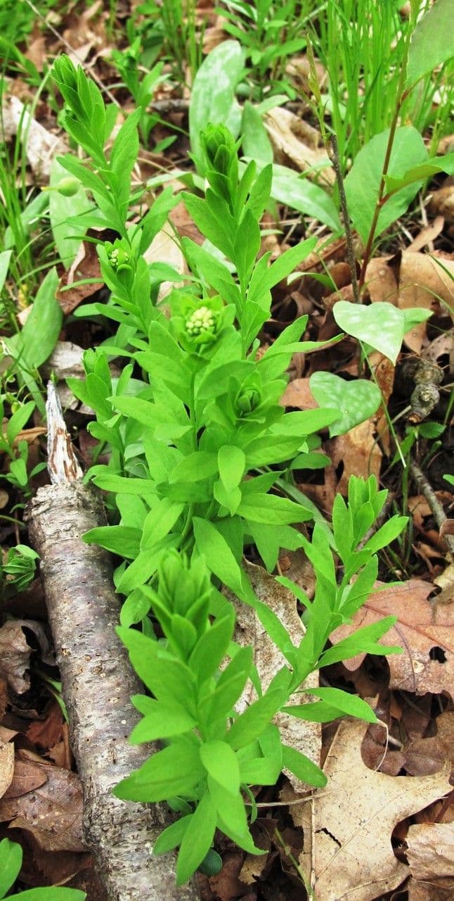 Comandra umbellata 8