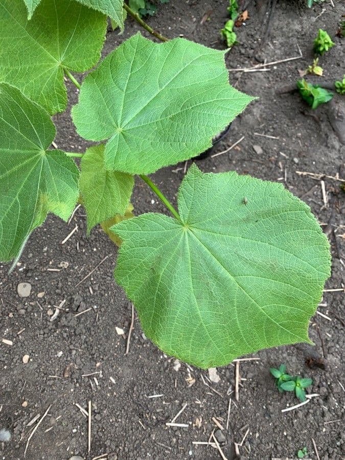 Sparmannia 11