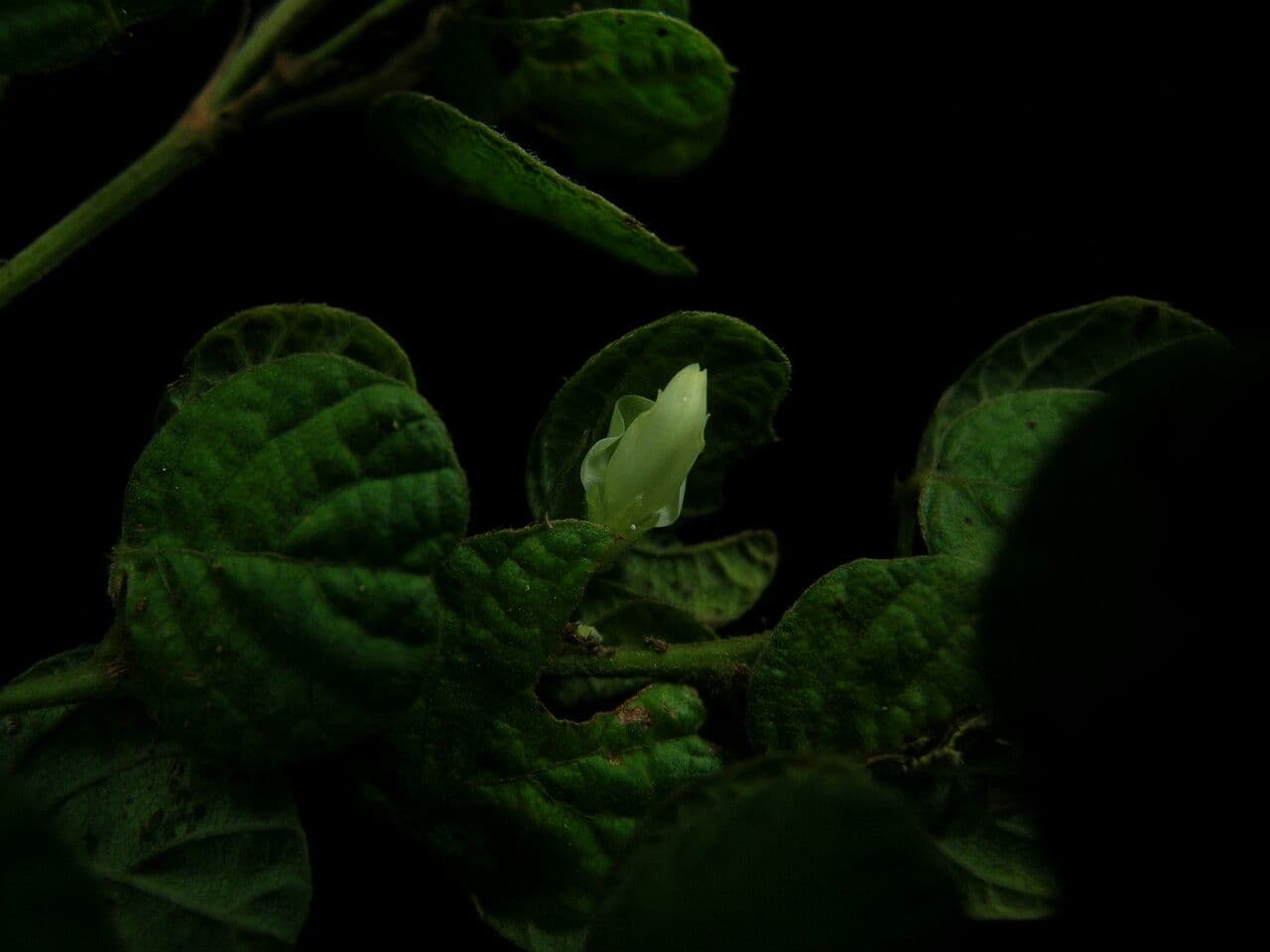 Phyllodium 4