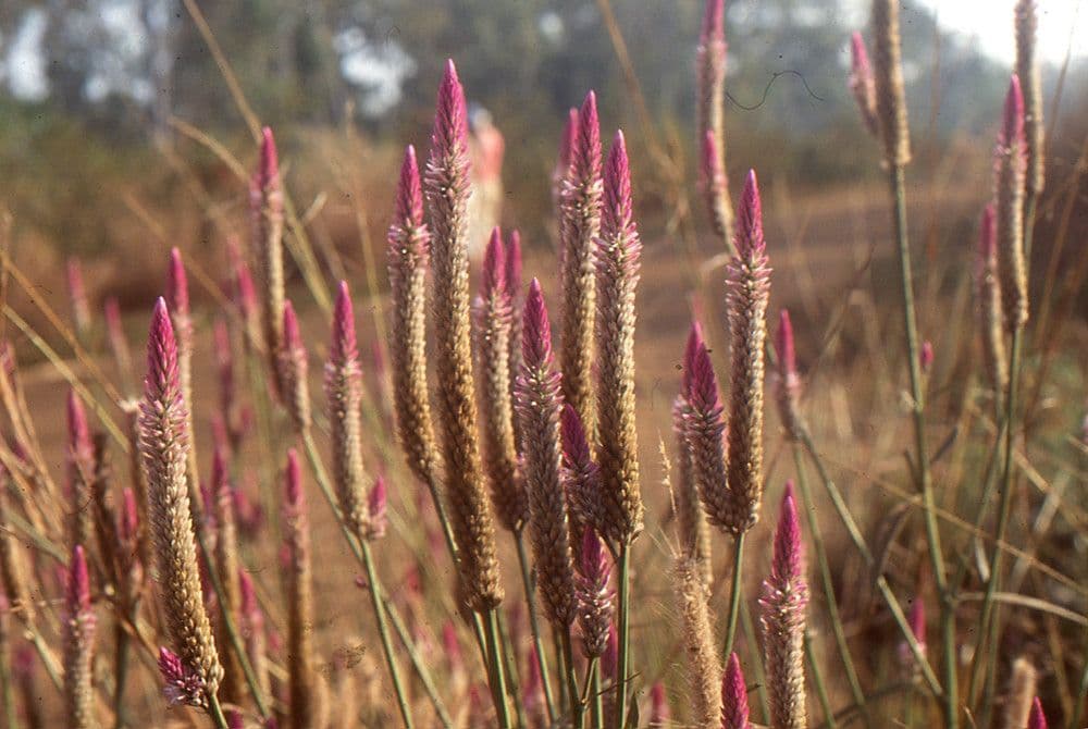 Celosia argentea 29