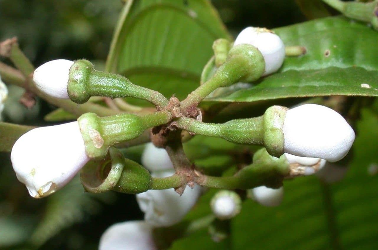 Adelobotrys