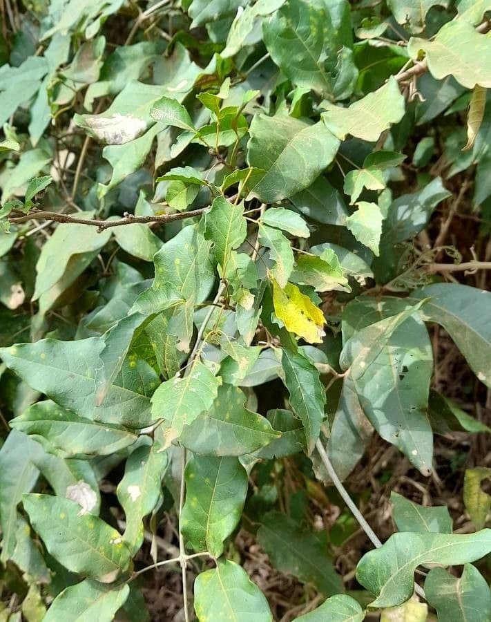 Adenocalymma 10