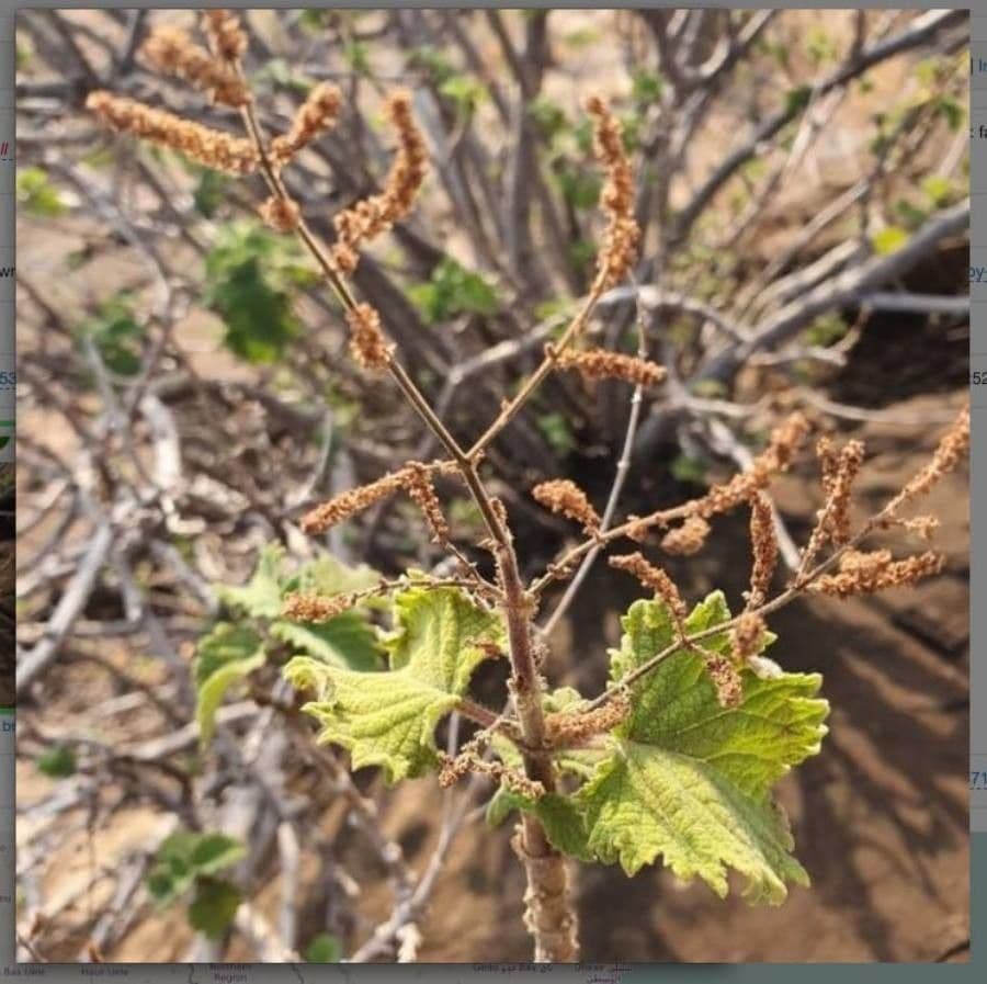Tetradenia 3