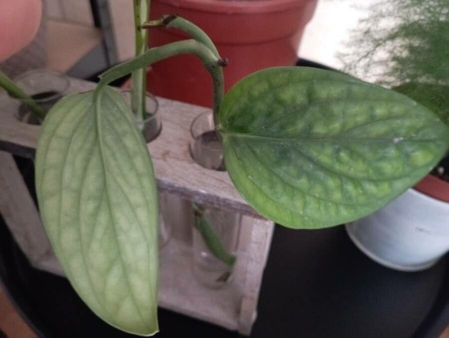 Monstera 6