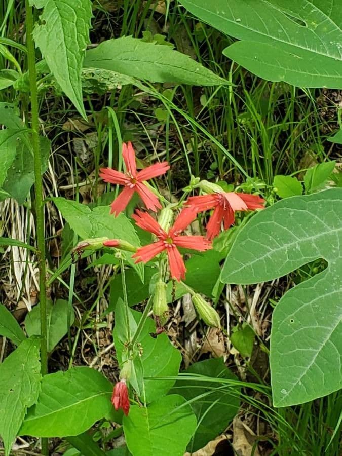 Silene virginica 16