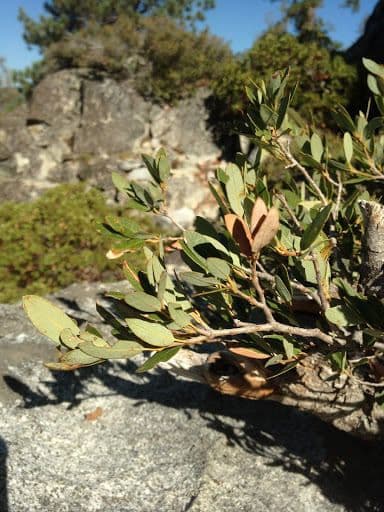 Ceanothus sametový 9