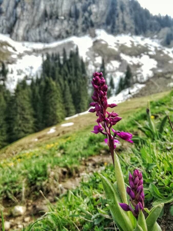 Stattliches Knabenkraut 8