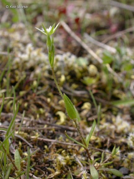 Stellaria lucida 5