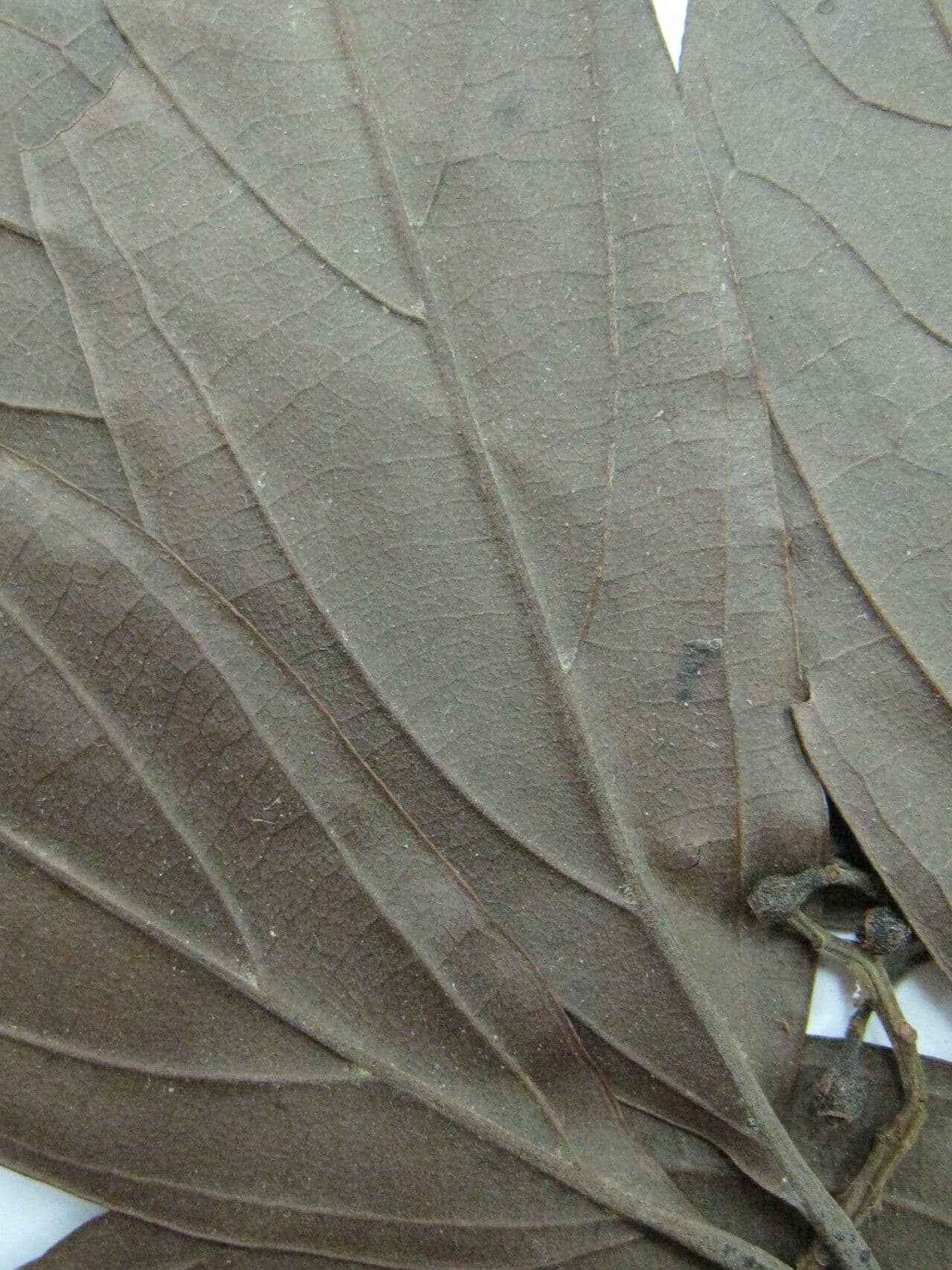 Ocotea 5