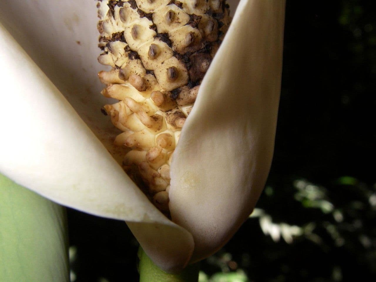 Monstera 15