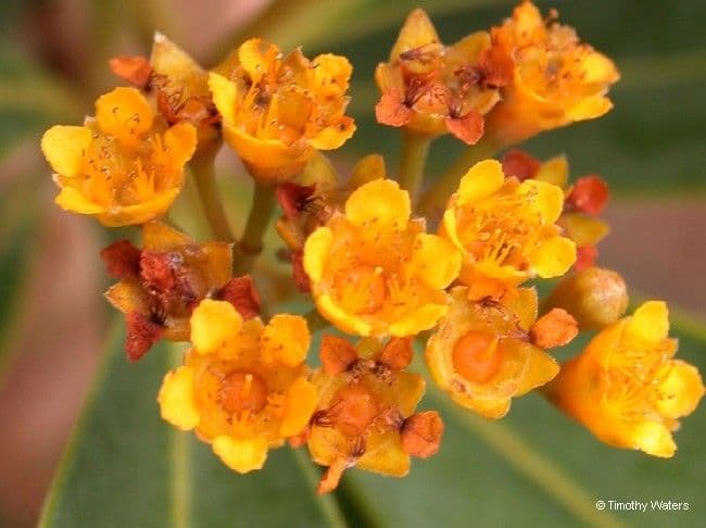 Tristaniopsis 3