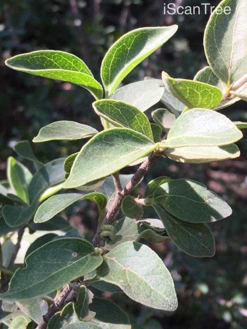 Afrocanthium gilfillanii 7
