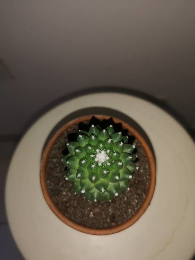 Mammillaria 8