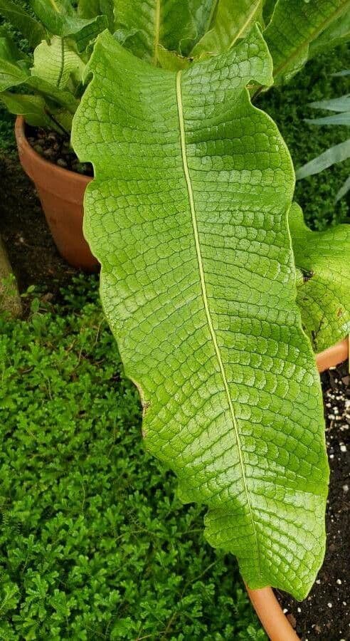 Thelypteris 3