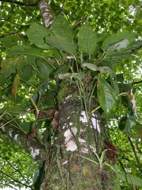 Monstera adansonii 28