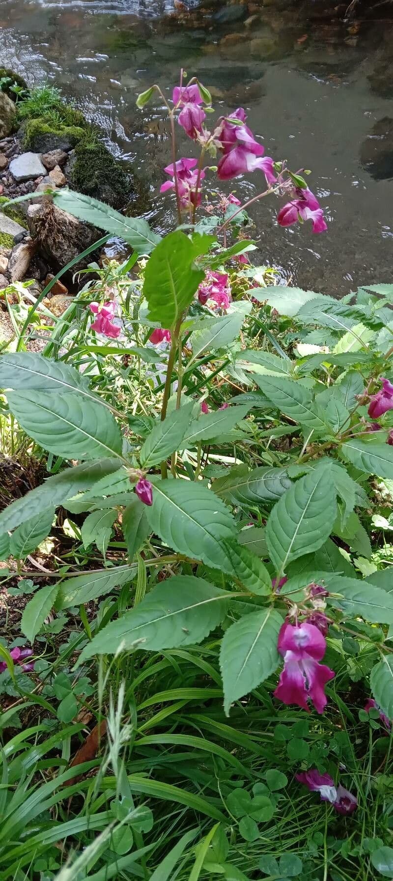 Drüsiges Springkraut 13