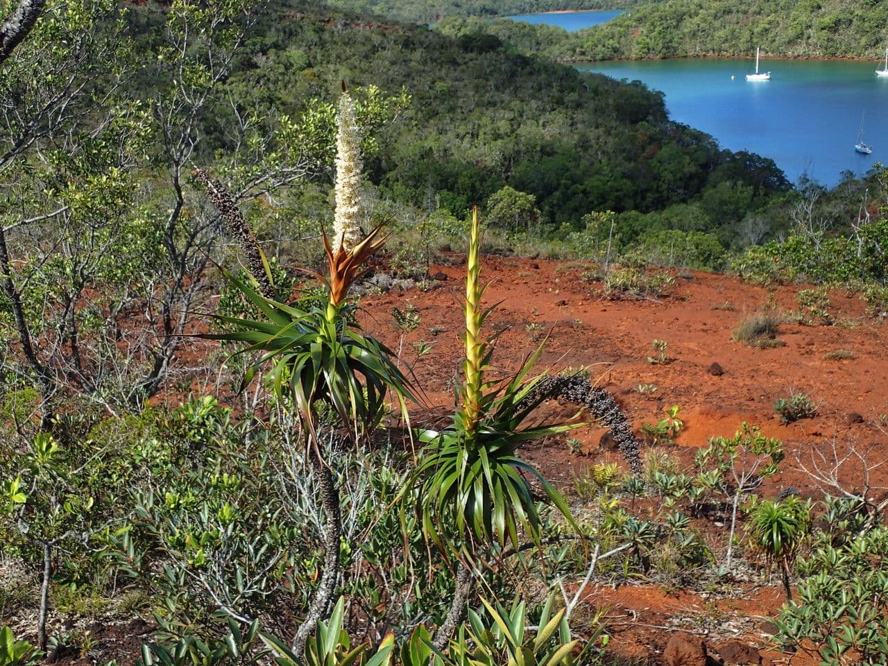 Dracophyllum 12