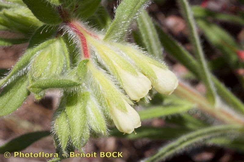 Onosma 26