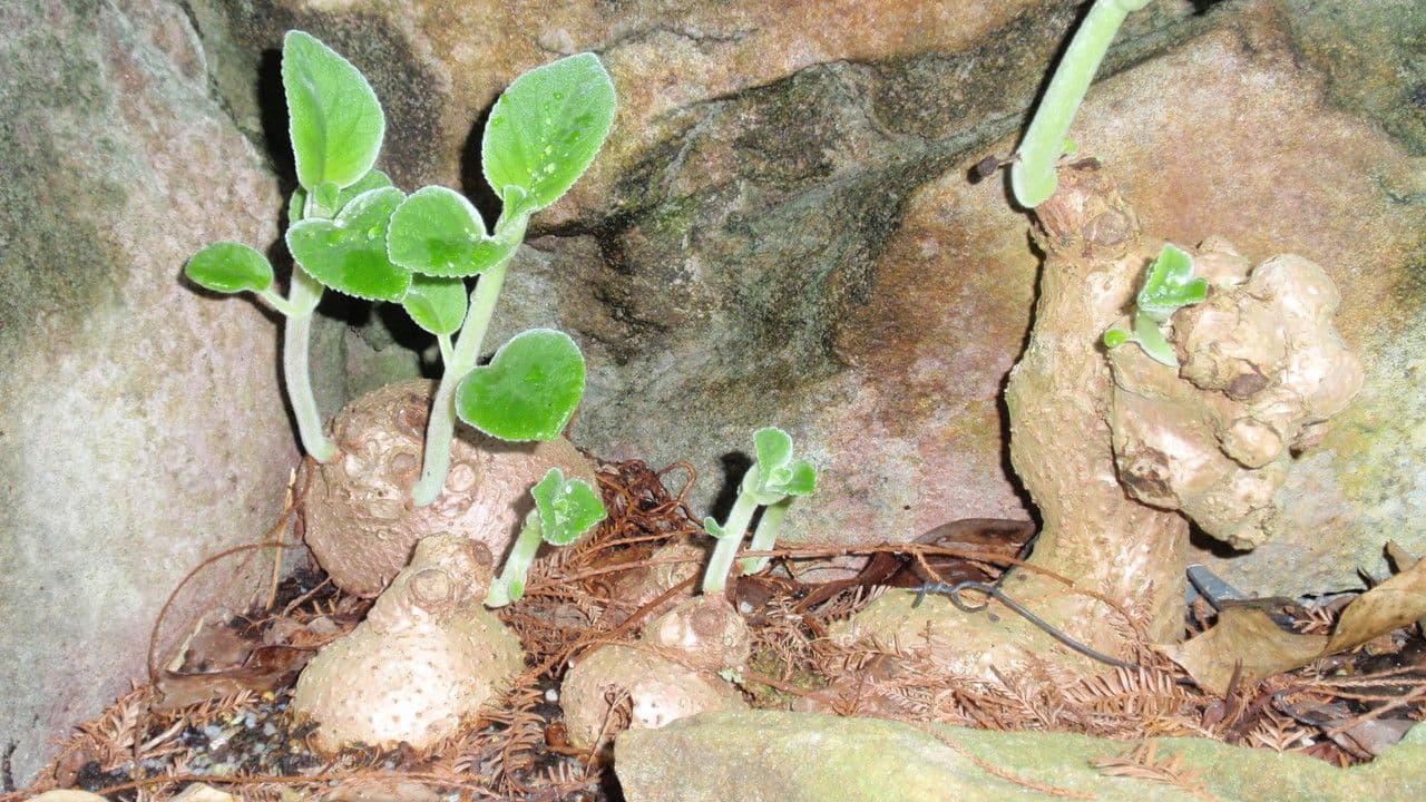 Sinningia 2