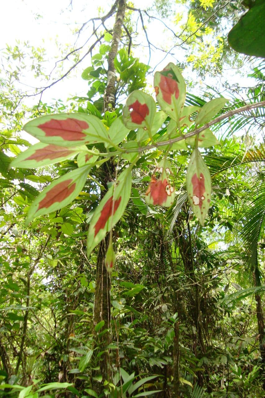 Nematanthus 5