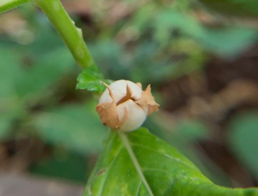 Turnère à feuilles d'orme