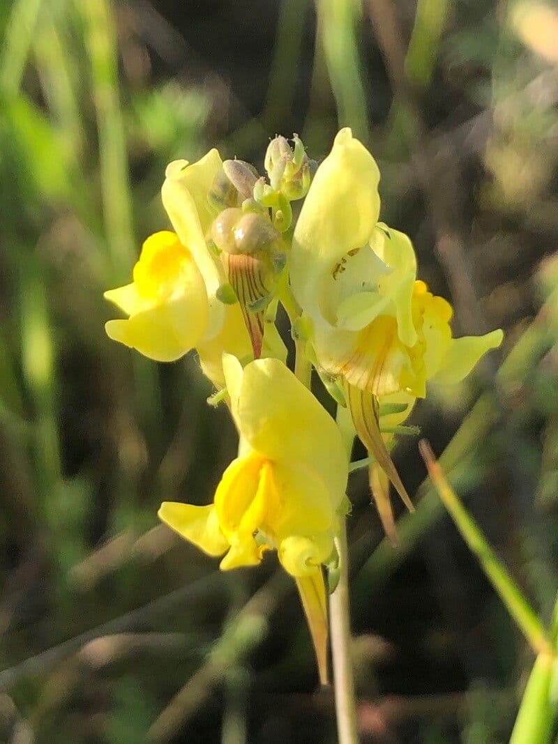 Linaria