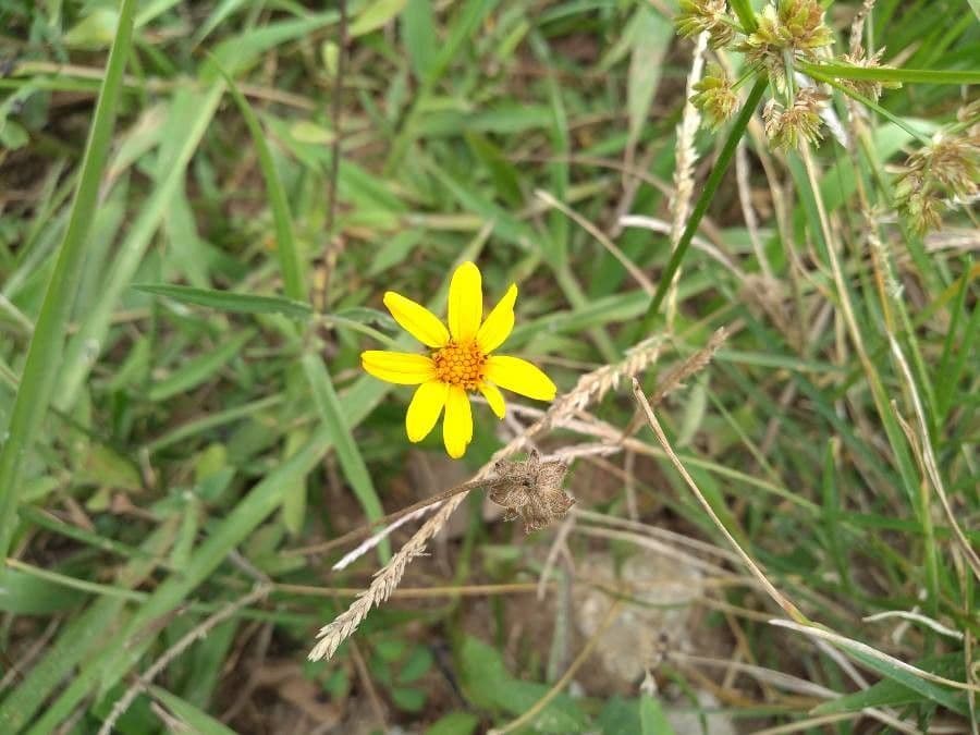 Aldama dentata