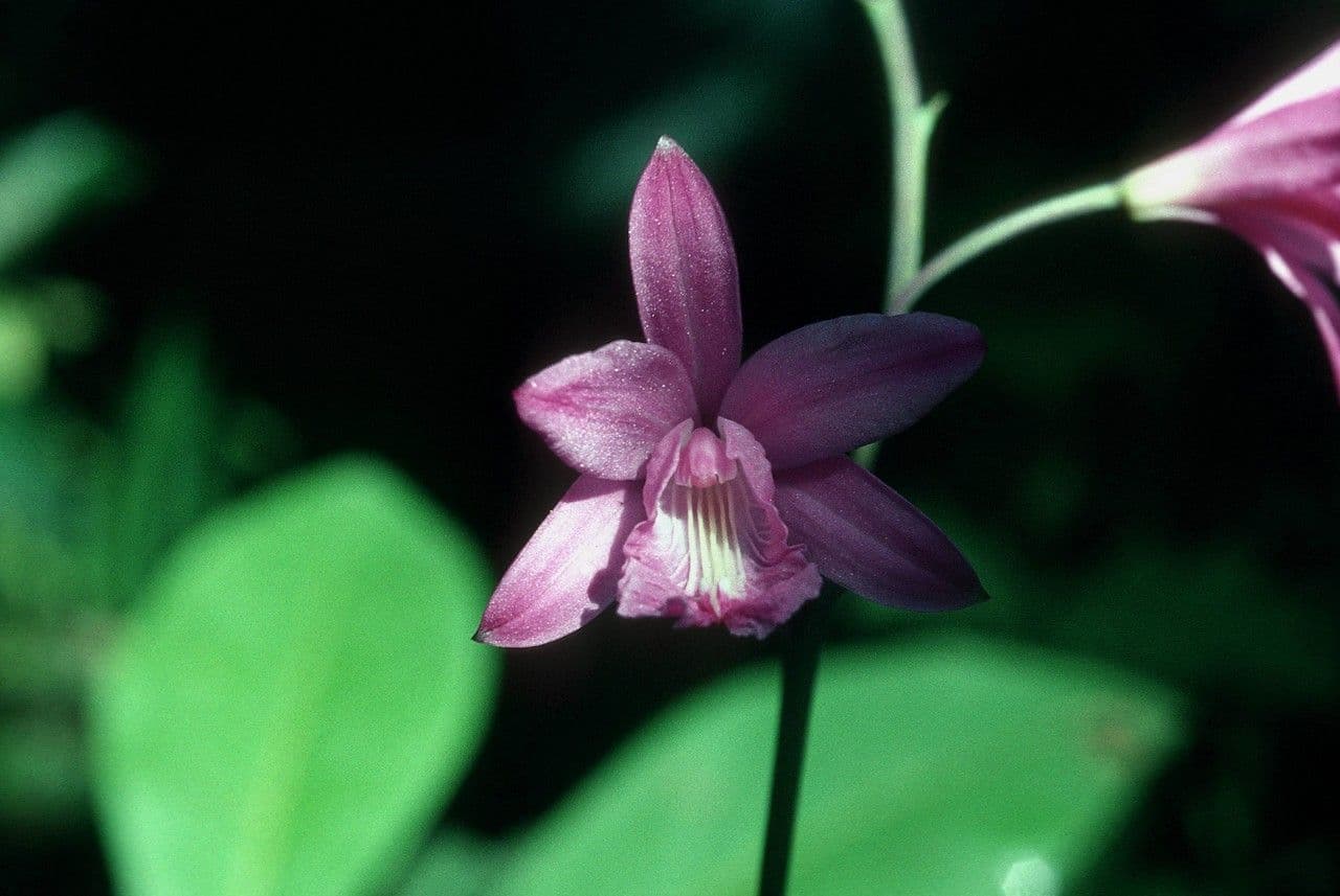 Flor de pasmo 2