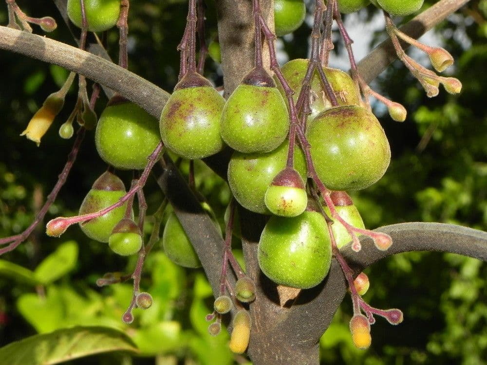 Mnich