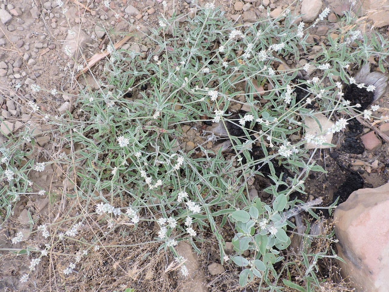Froelichia gracilis 7