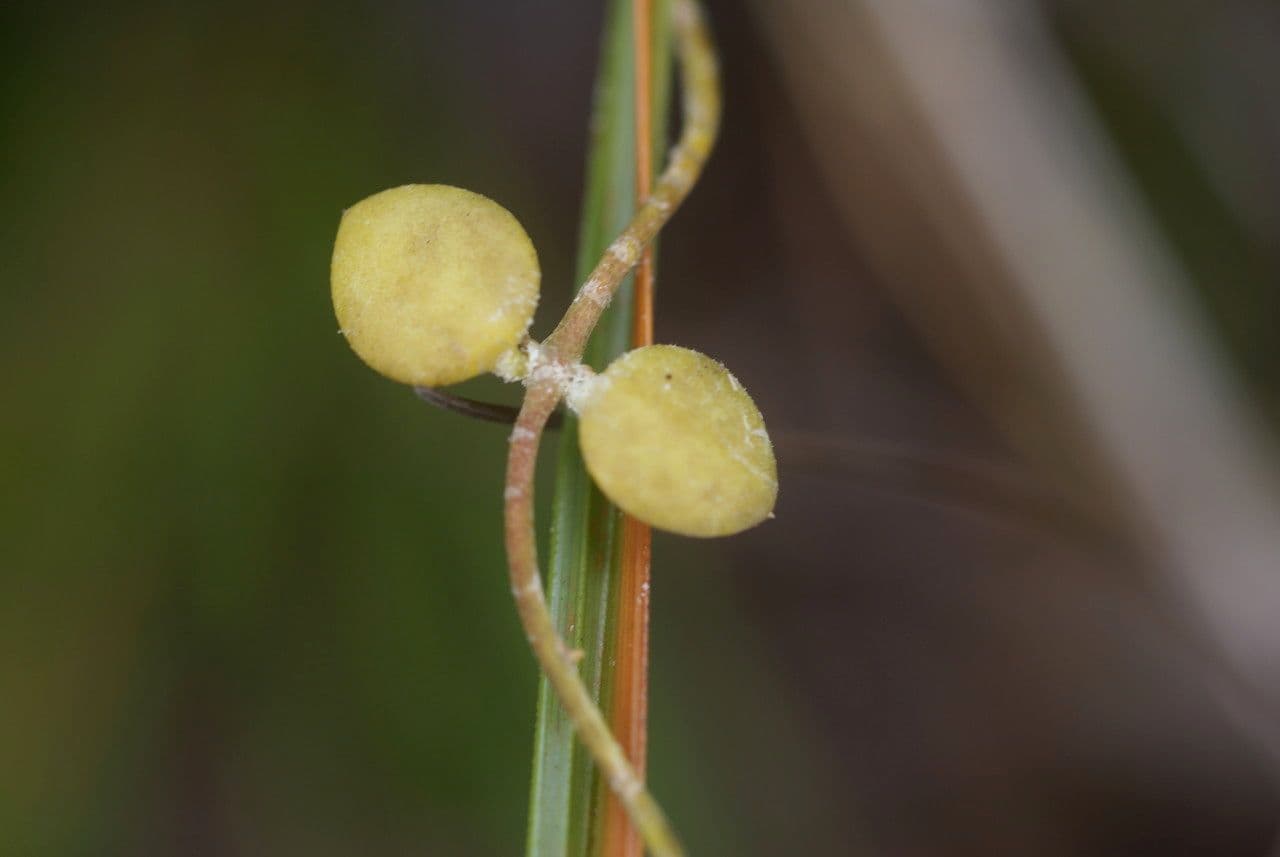 Dischidia 6
