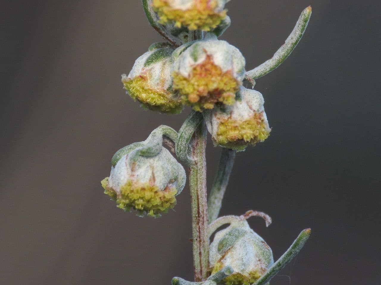 Weiße Artemisia 11
