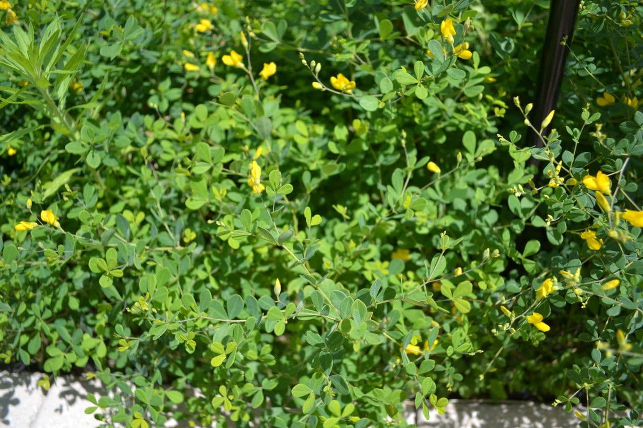 Baptisia tinctoria 13