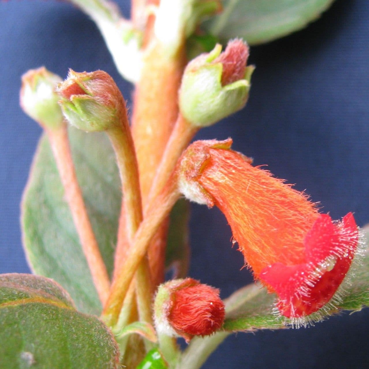 Kohleria spicata 4