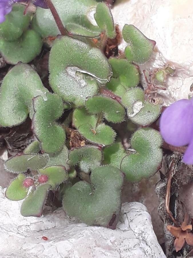 Cymbalaria pallida 11