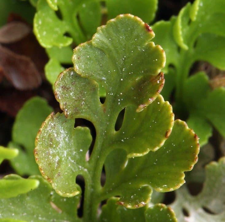 Kryptogramma 9