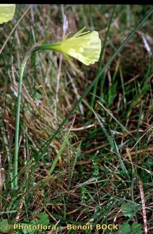 Narcisse 6