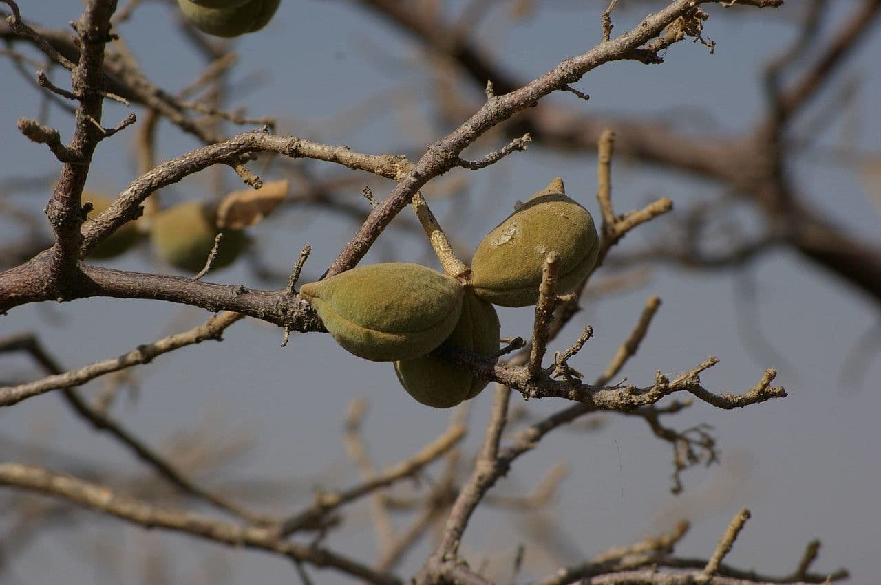 Sterculia 2