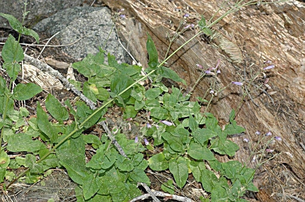 Penstemon 6